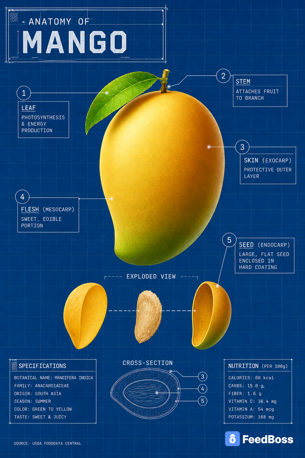 Recent: Anatomy of Mango infographic
